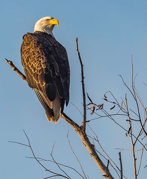 A bald eagle perched atop a tree.