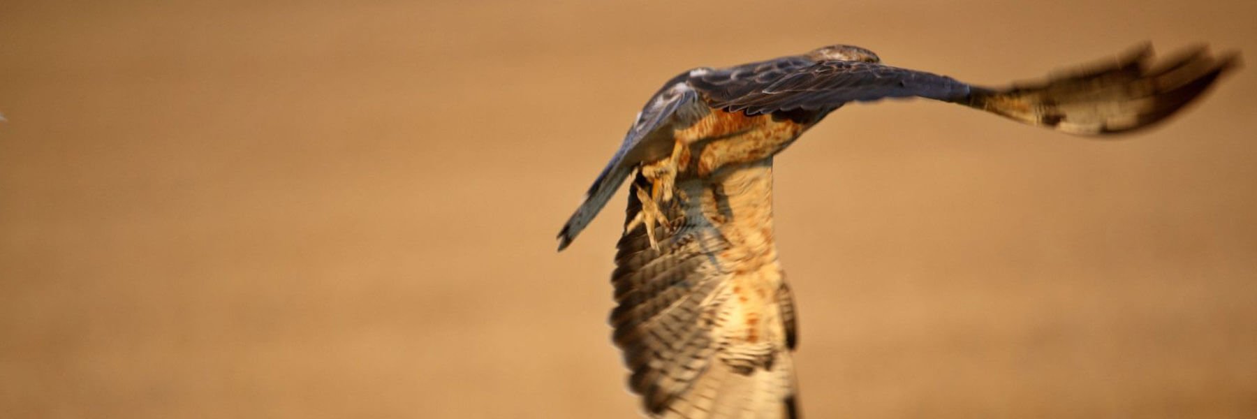 A bird in flight