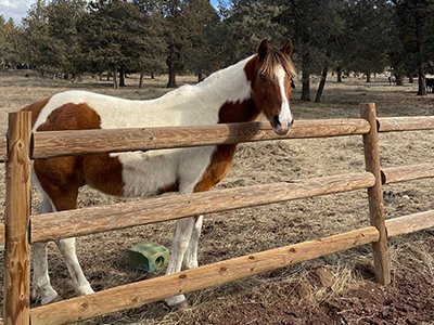 A horse standing in a grassy field behind a fence. The horse has a white and brown colored coat.