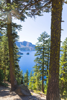 Crater Lake through the pine trees