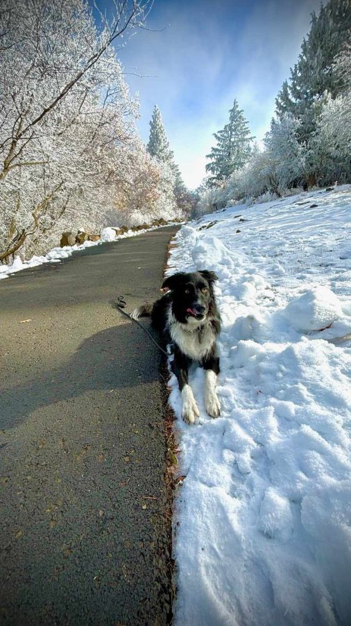 A black and white dog laying in the snow just off a concrete path. The trees above him are covered in frost, on a sunny afternoon.