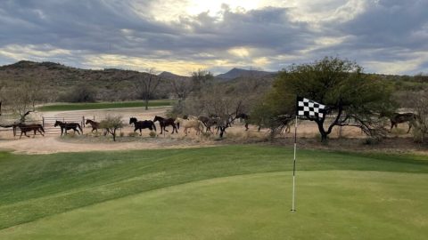Horses running across a golf course