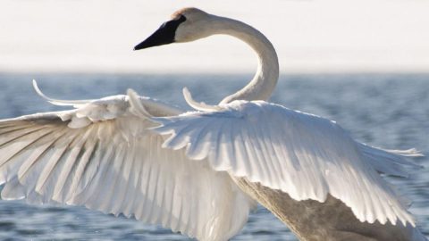 Trumpeter Swan