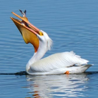 American White Pelican