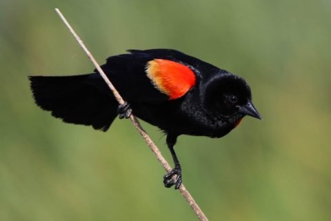 Red Winged Blackbird
